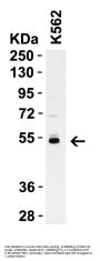 Caspase-8 Antibody