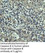 Caspase-8 Antibody