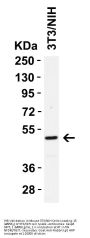 Caspase-8 Antibody
