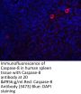 Caspase-8 Antibody