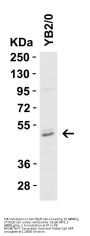 Caspase-8 Antibody