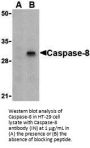 Caspase-8 Antibody