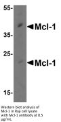 Mcl-1 Antibody