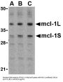 Mcl-1 Antibody