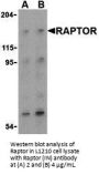Raptor Antibody