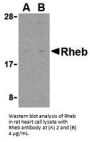 Rheb Antibody