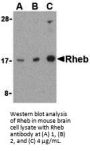 Rheb Antibody