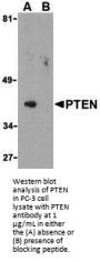 PTEN Antibody