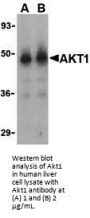 Akt1 Antibody