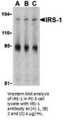 IRS-1 Antibody