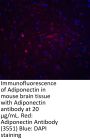 Adiponectin Antibody