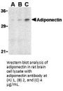 Adiponectin Antibody