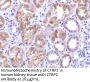 CTRP1 Antibody