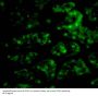 CTRP1 Antibody