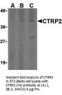 CTRP2 Antibody