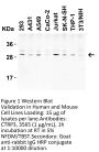 CTRP3 Antibody