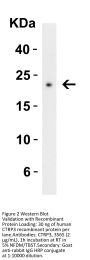 CTRP3 Antibody