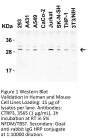 CTRP3 Antibody