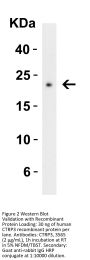 CTRP3 Antibody