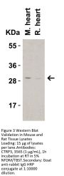 CTRP3 Antibody