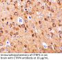 CTRP4 Antibody