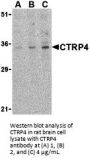 CTRP4 Antibody