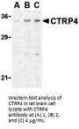CTRP4 Antibody