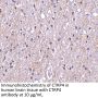 CTRP4 Antibody