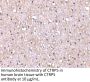 CTRP5 Antibody