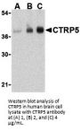 CTRP5 Antibody