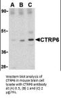 CTRP6 Antibody