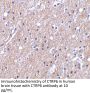 CTRP6 Antibody