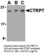 CTRP7 Antibody