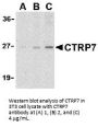 CTRP7 Antibody