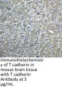 T-cadherin Antibody