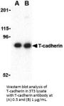 T-cadherin Antibody