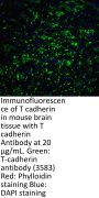 T-cadherin Antibody