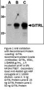 GITRL Antibody