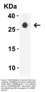 GITRL Antibody