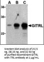 GITRL Antibody