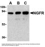 NGFR Antibody