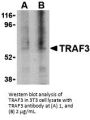 TRAF3 Antibody