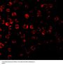 TRAF3 Antibody