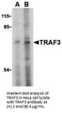 TRAF3 Antibody