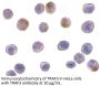TRAF3 Antibody
