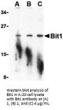 Bit1 Antibody