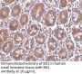 Bit1 Antibody