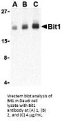 Bit1 Antibody