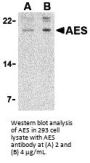 AES Antibody