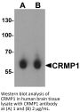 CRMP1 Antibody